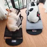 Dos perros durmiendo en sus mecedoras de malla en un balcón